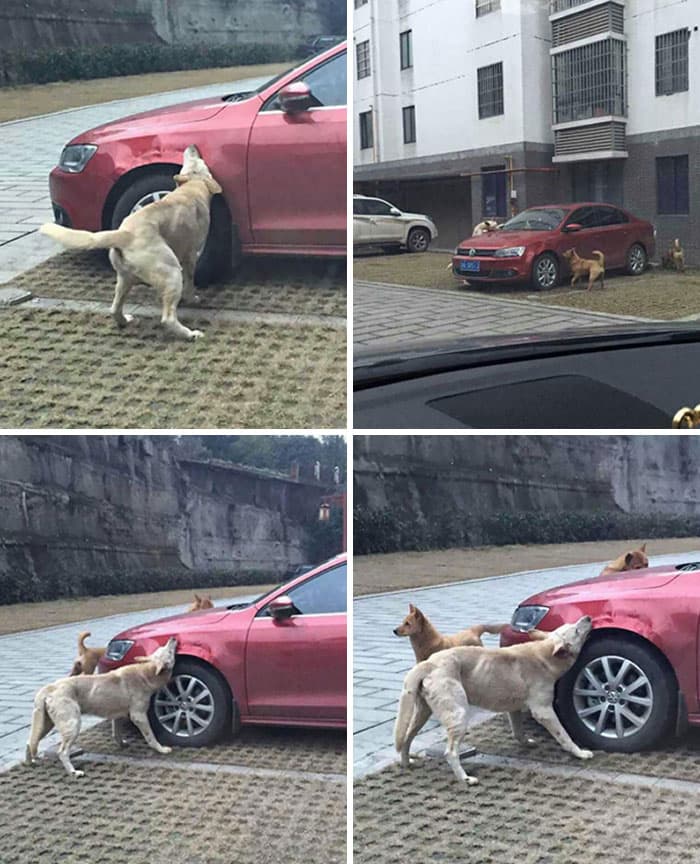 Pets Taking Revenge Pics 15 63887713B58C1 700