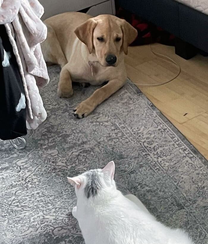 50 Of The Best And Funniest Times Pets Took Revenge