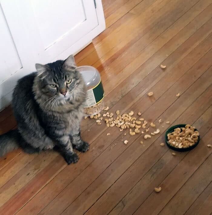Pets Taking Revenge Pics 18 637B4C59C1452 700