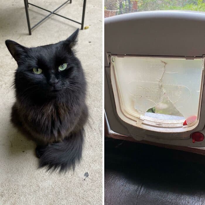 50 Of The Best And Funniest Times Pets Took Revenge