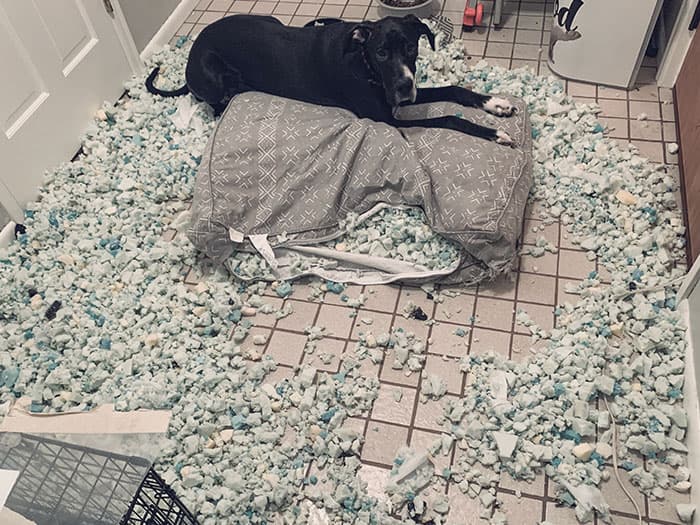 50 Of The Best And Funniest Times Pets Took Revenge