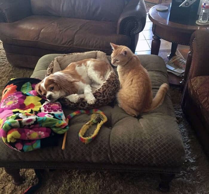 Pets Taking Revenge Pics 23 637B5121827C9 700