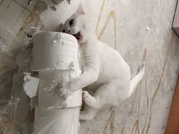 Pets Taking Revenge Pics 25 638889A573B56 700
