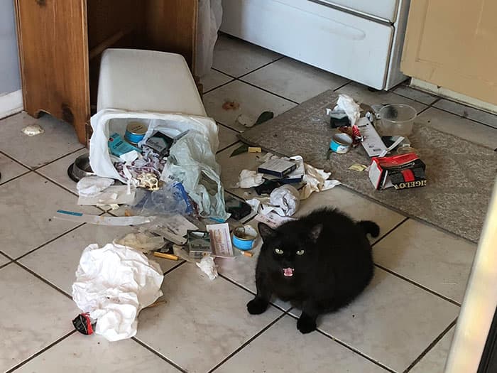 50 Of The Best And Funniest Times Pets Took Revenge