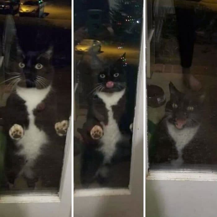 50 Of The Best And Funniest Times Pets Took Revenge
