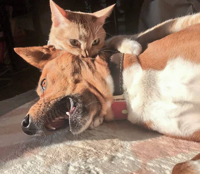 Pets Taking Revenge Pics 31 638892E33Dcc7 700