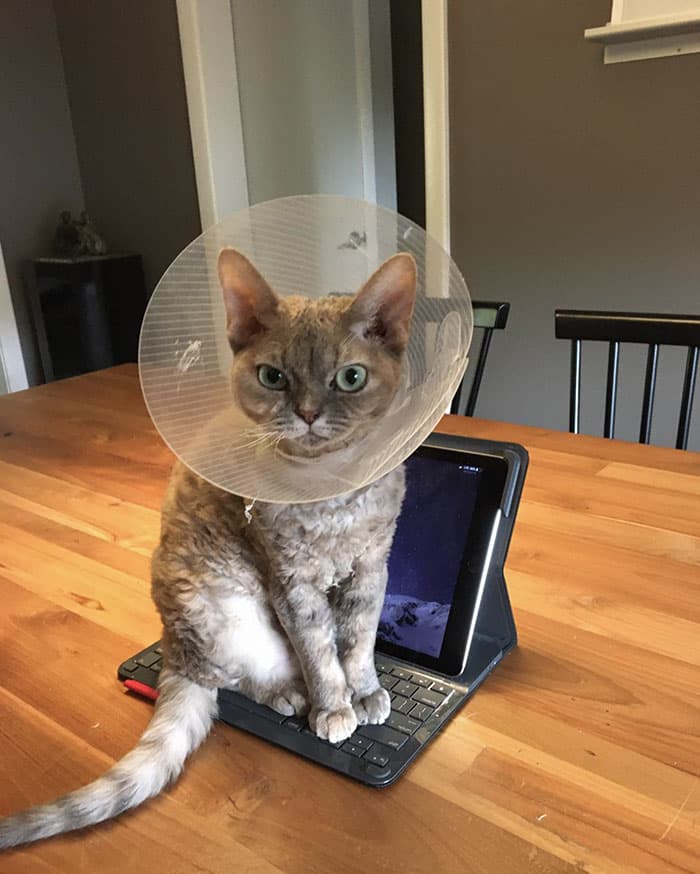 Pets Taking Revenge Pics 6 63877D08B9121 700