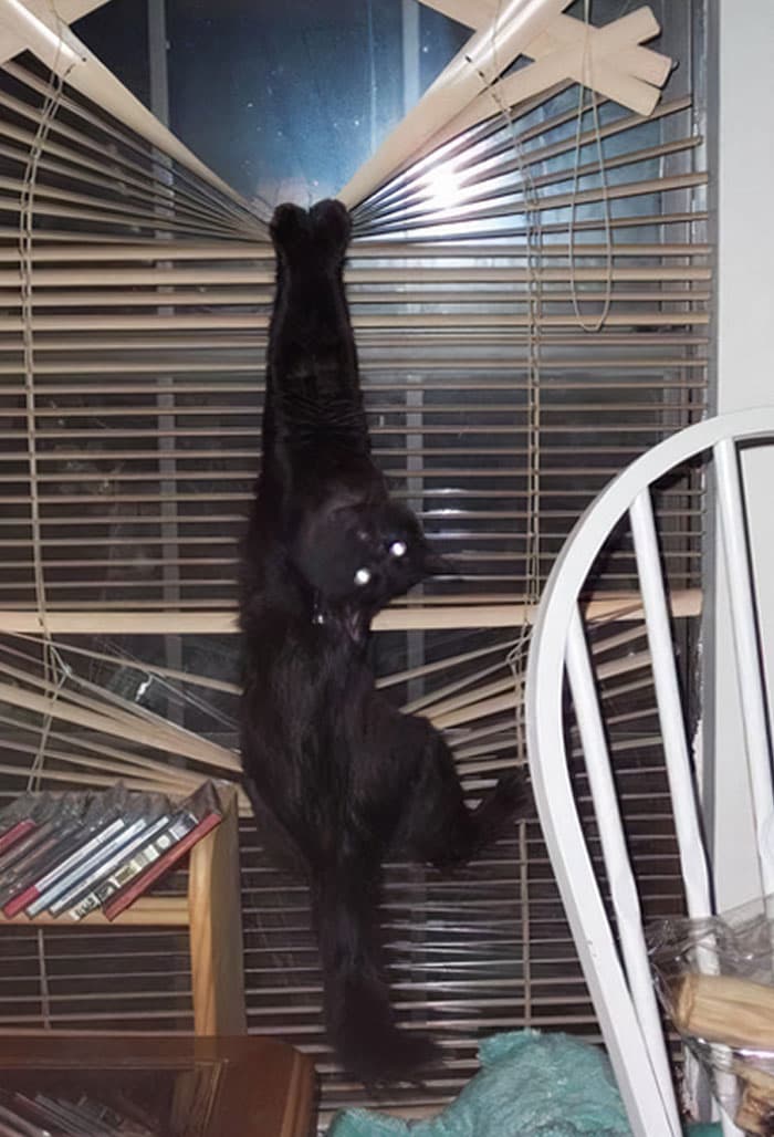 50 Of The Best And Funniest Times Pets Took Revenge
