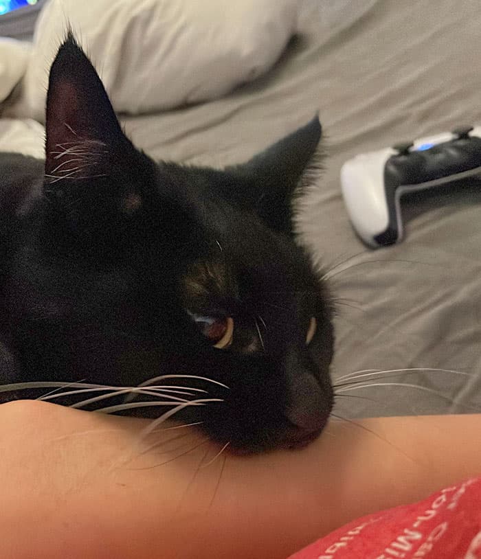 Pets Taking Revenge Pics 8 63885E2F2B582 700