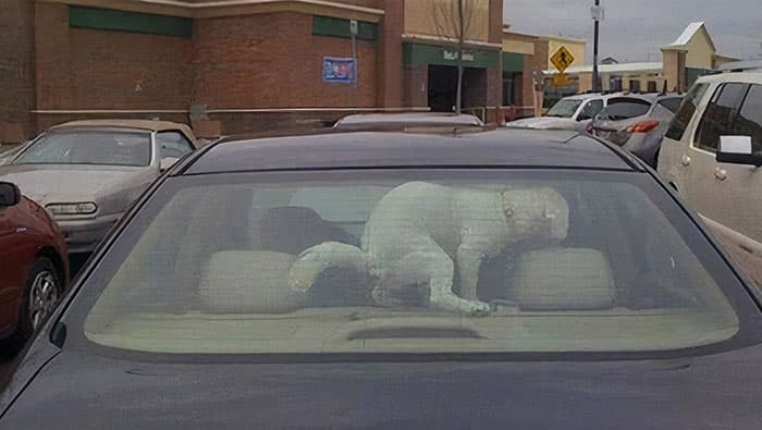 Pets Taking Revenge Pics 9 63885F629985F 700