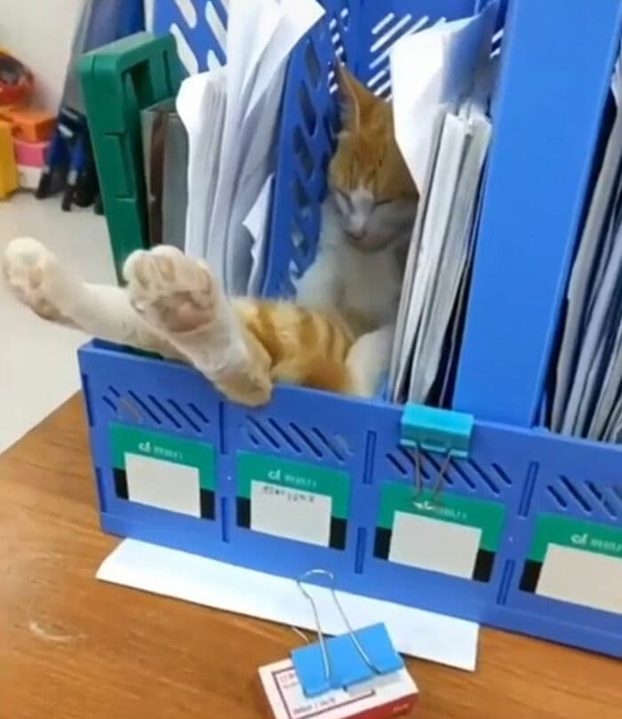 What Is Wrong With Your Cat 3 63725917114Be 700