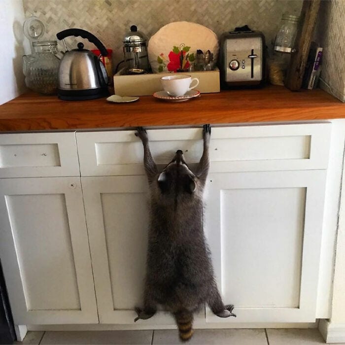 30 Hilariously Goofy Animals To Brighten Up Your Day