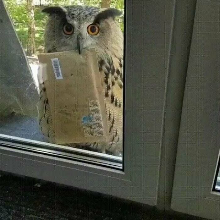 30 Hilariously Goofy Animals To Brighten Up Your Day