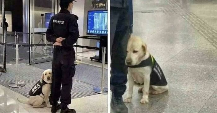 30 Adorable Times People Encountered Wholesome Dogs