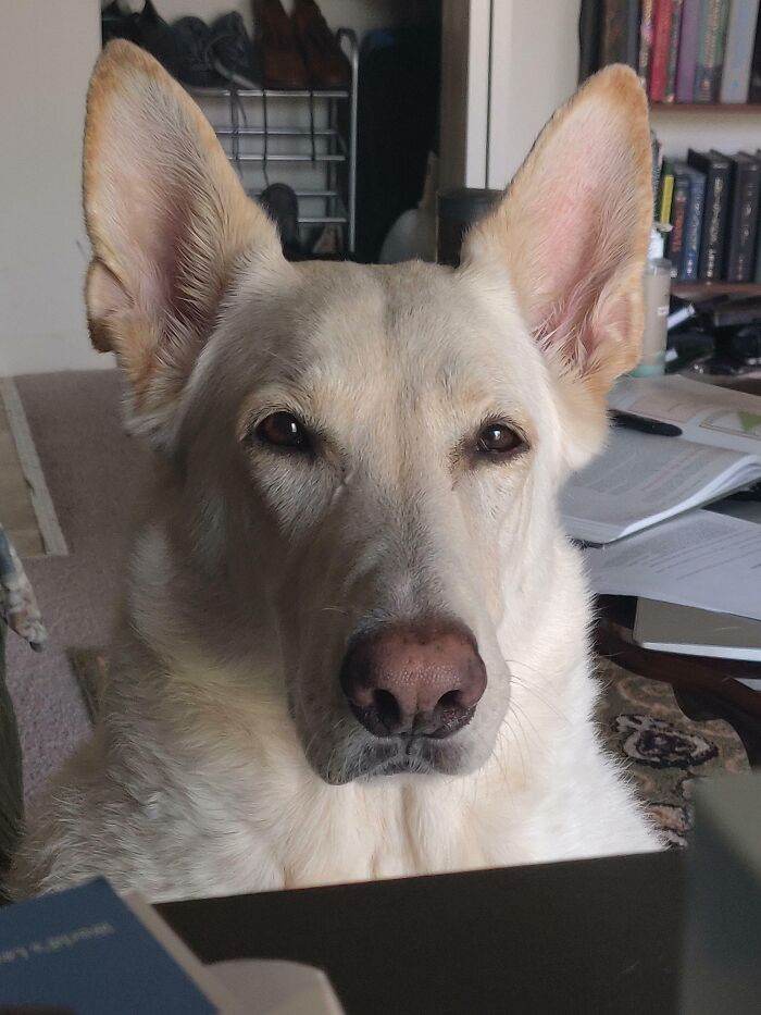 63D27D49B1508 Animals With Big Ears