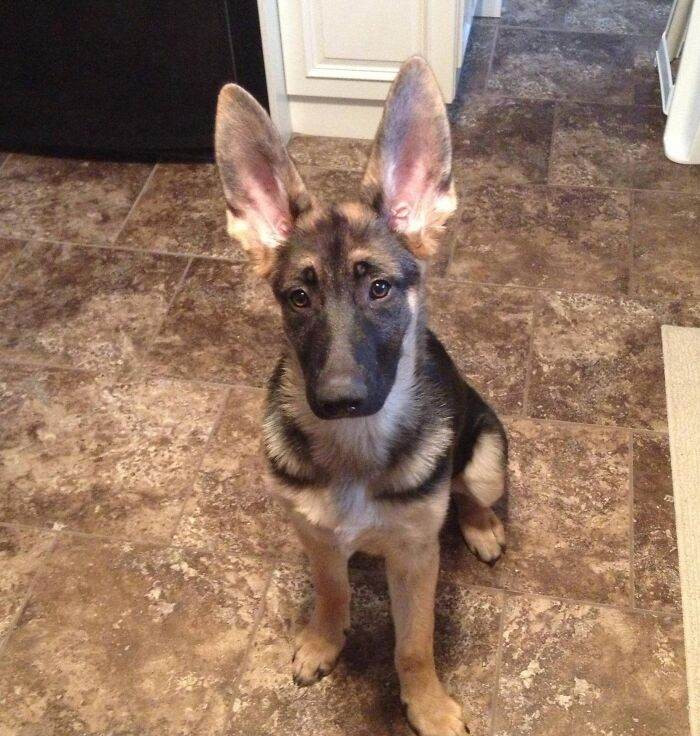 63D28472A05A7 Animals With Big Ears
