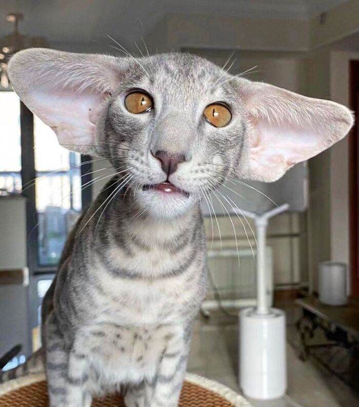 63D2873C0Ed99 Animals With Big Ears