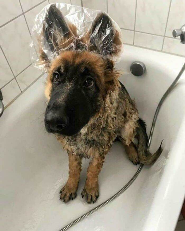 30 Adorable Pics Of Animals With The Cutest Ears