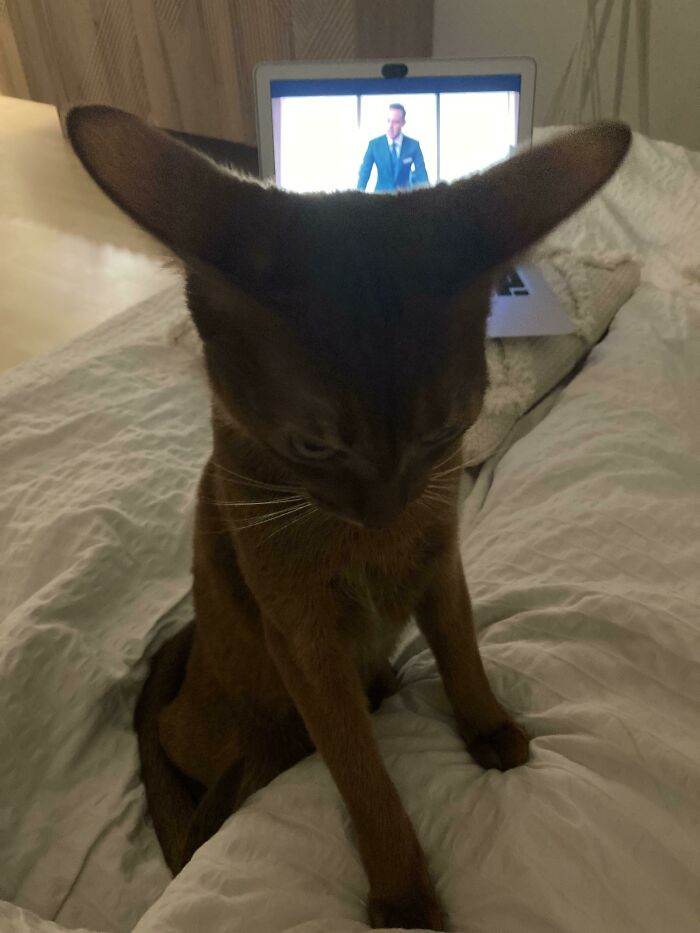30 Adorable Pics Of Animals With The Cutest Ears