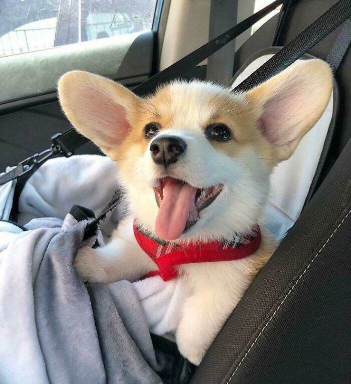 30 Adorable Pics Of Animals With The Cutest Ears