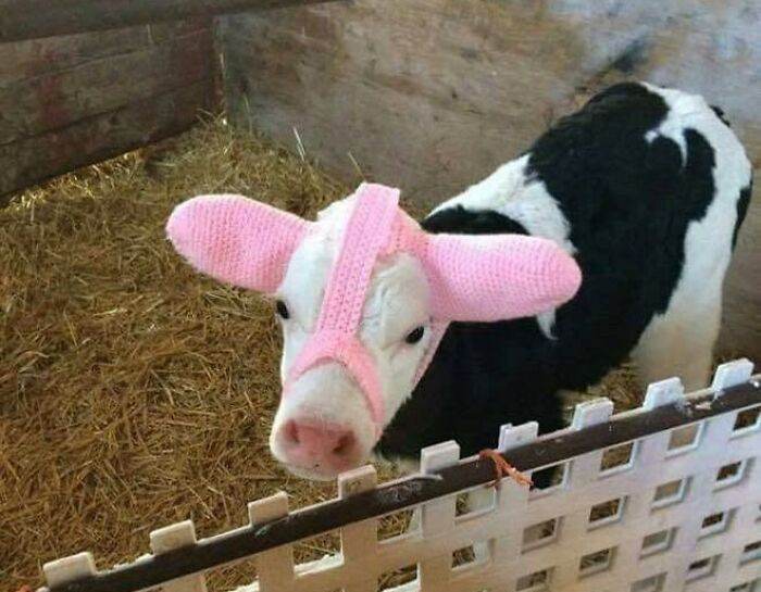 63E226A48Fabc Animals With Big Ears