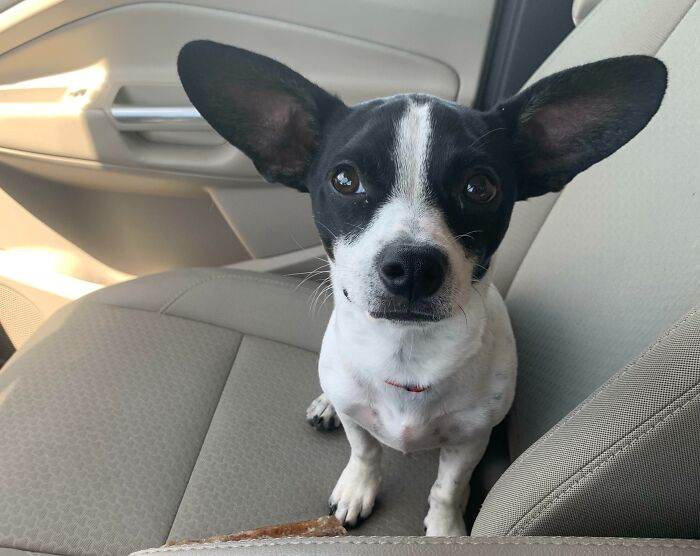 63E226Ac11284 Animals With Big Ears