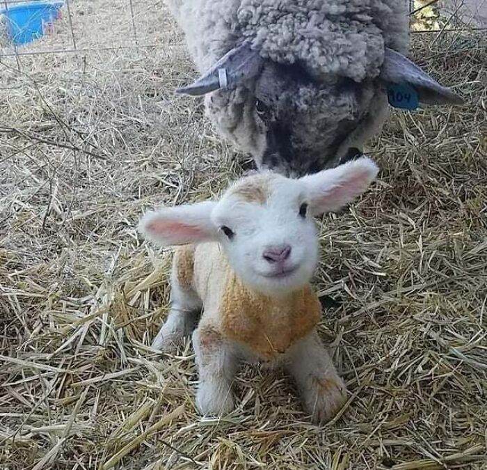 30 Adorable Pics Of Animals With The Cutest Ears