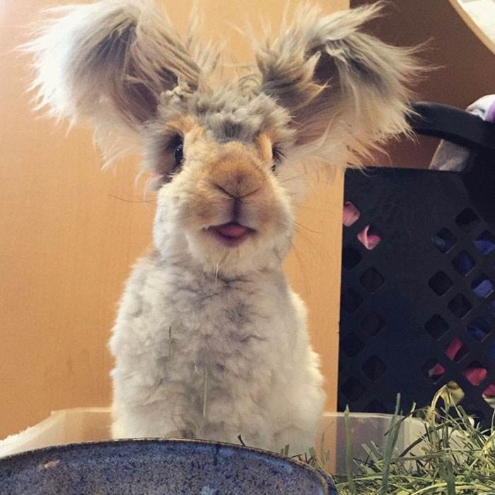 Animals With Big Ears 2 63D22Ca81509C 700