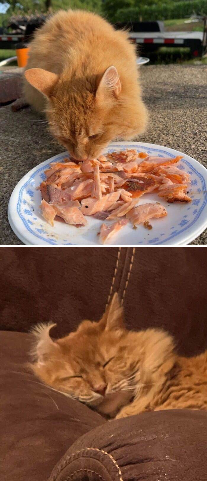 633300C395247 Orange Cats
