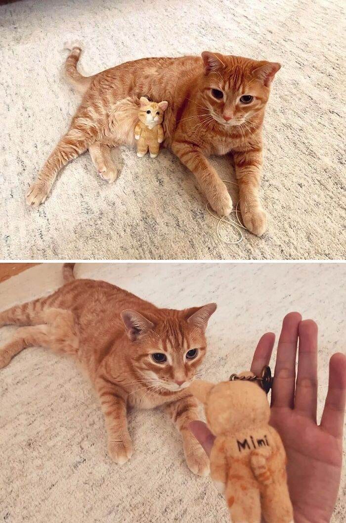 30 Amazing Pictures Of Ginger Cats You Didn't Know You Needed