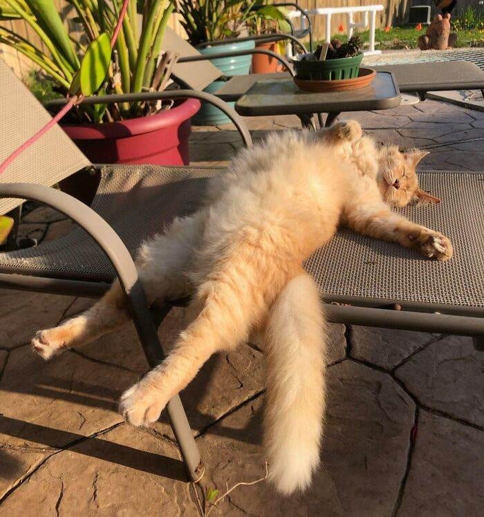 63341163B82Da Orange Cats