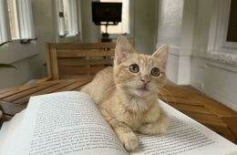 30 Amazing Pictures Of Ginger Cats You Didn'T Know You Needed