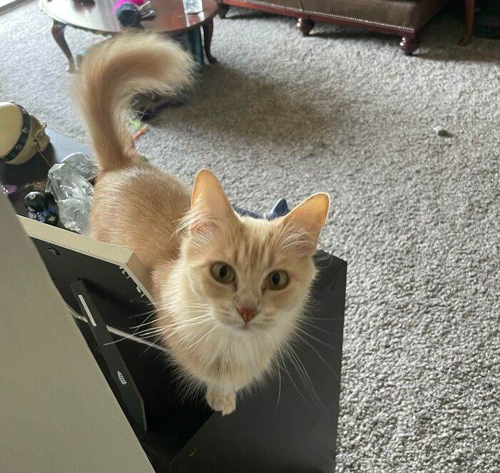 633458363915B Orange Cats