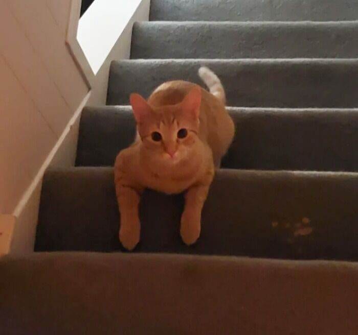 63354A5E3720E Orange Cats