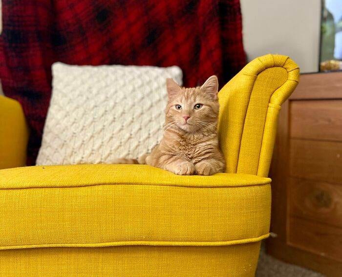 63354A73E3373 Orange Cats