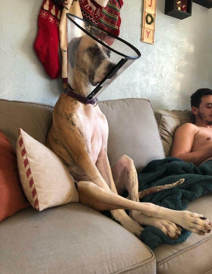 63E3B6671Ba77 Funny Dogs Great Danes Pics