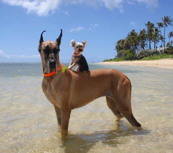 63E3Bf8E4843D Funny Dogs Great Danes Pics