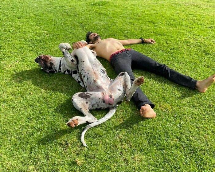63Ff710Ec9E37 Funny Dogs Great Danes Pics