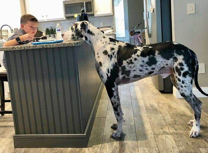 63Ff711D24B04 Funny Dogs Great Danes Pics