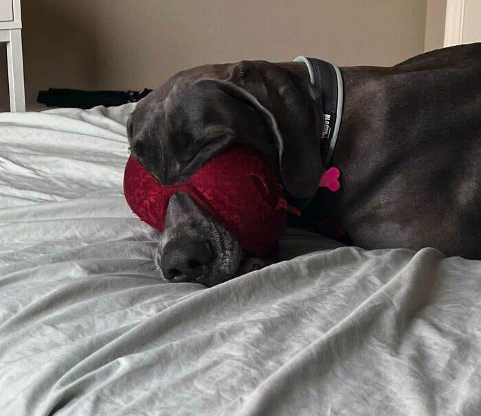 63Ff7Bb4E9B2D Funny Dogs Great Danes Pics