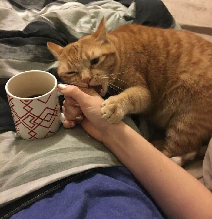 30 Amazing Pictures Of Ginger Cats You Didn't Know You Needed