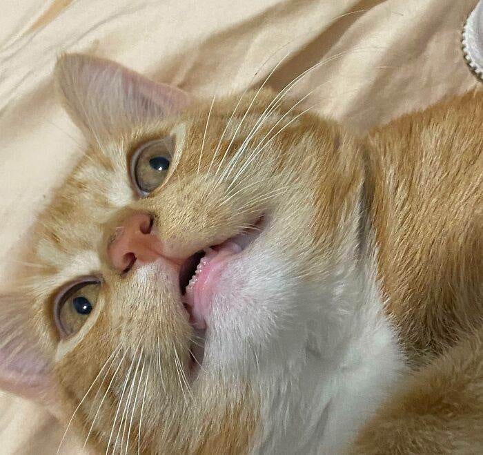640858D423555 Orange Cats Part 2