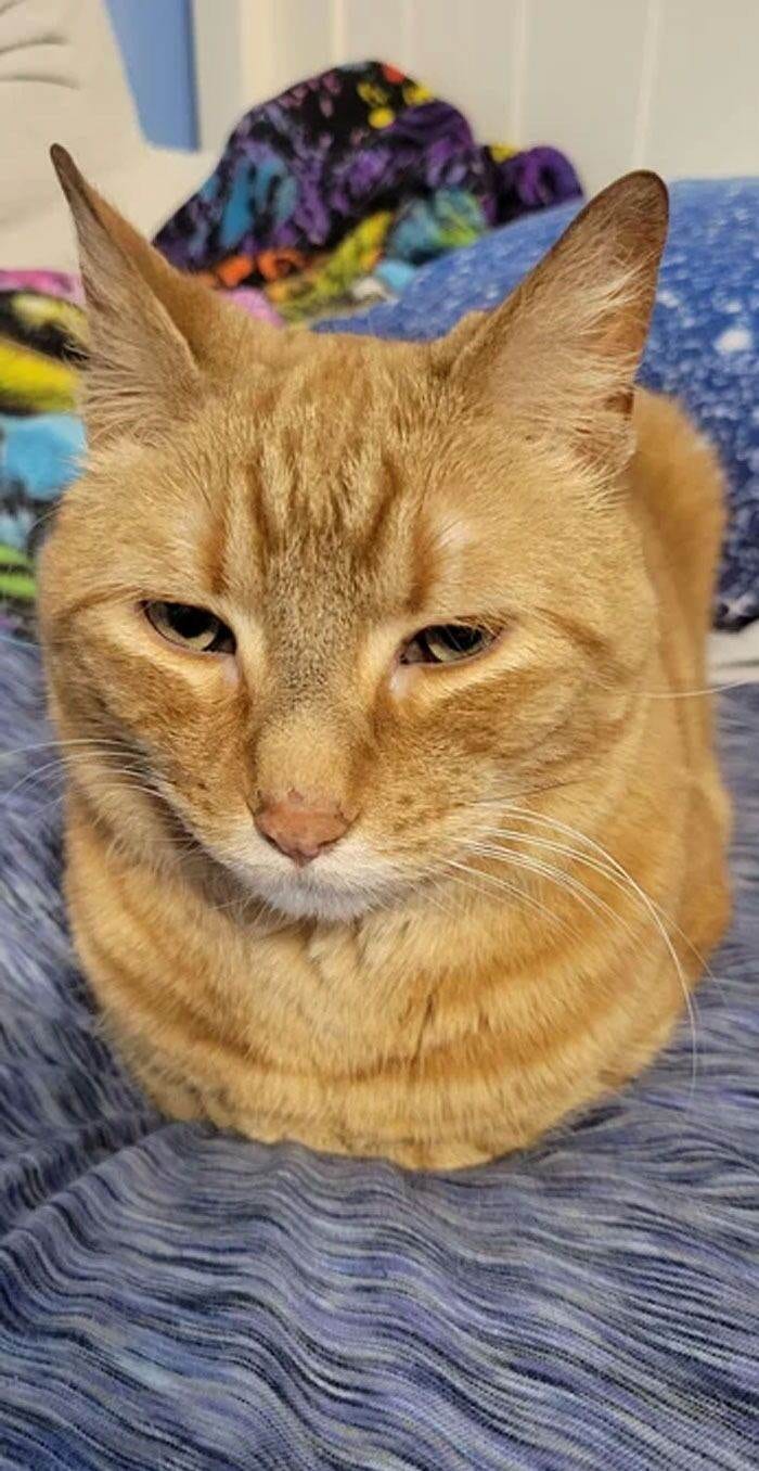 30 Amazing Pictures Of Ginger Cats You Didn't Know You Needed