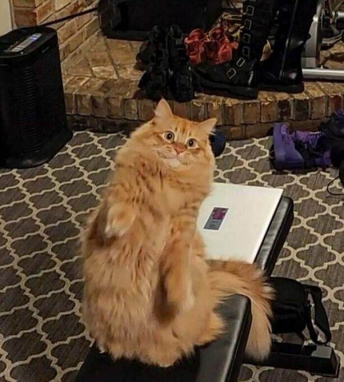 64086038C5635 Ginger Cats