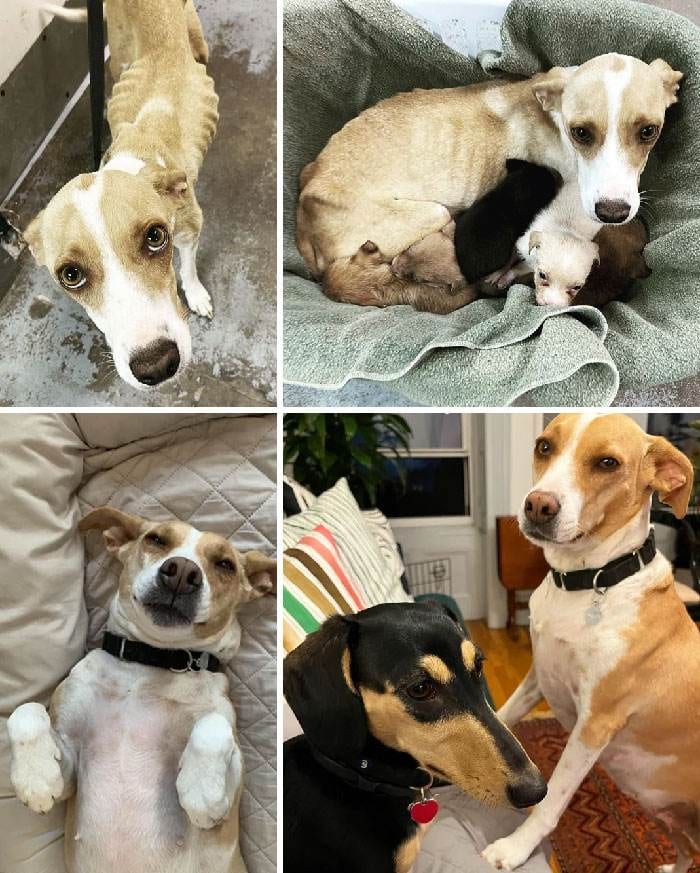 30 Heartwarming Pictures Of Rescue Dogs Before And After They Were Saved