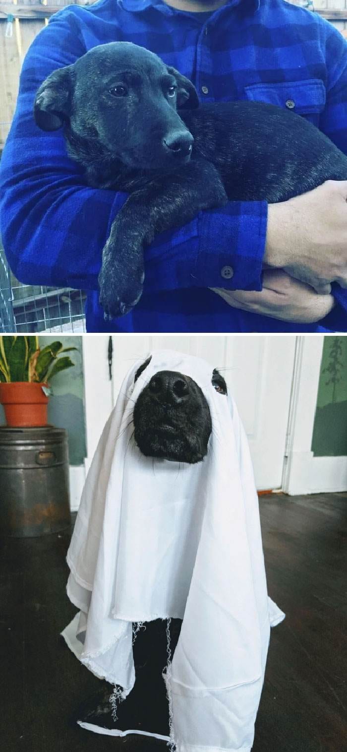 30 Heartwarming Pictures Of Rescue Dogs Before And After They Were Saved