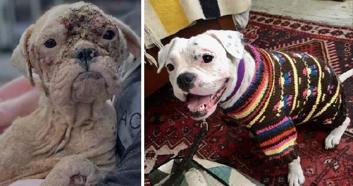 Before After Adoption 153 63Ff1B03C32A3 700