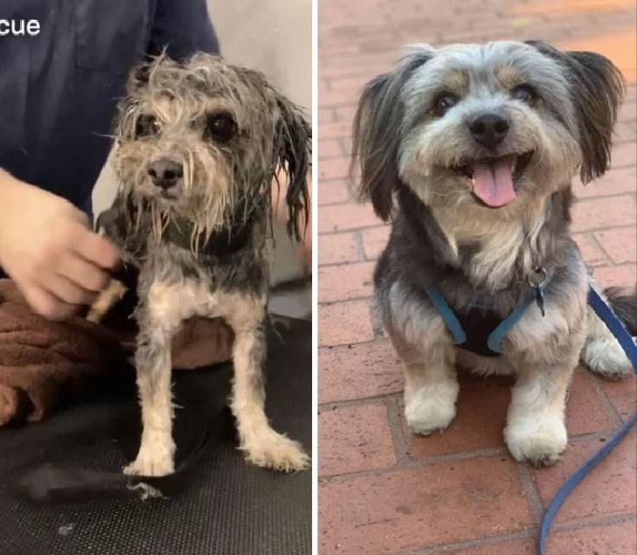 Before After Adoption 168 63Ff212Fcc250 700