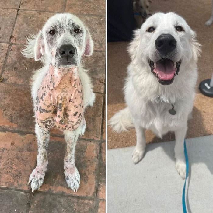 30 Heartwarming Pictures Of Rescue Dogs Before And After They Were Saved