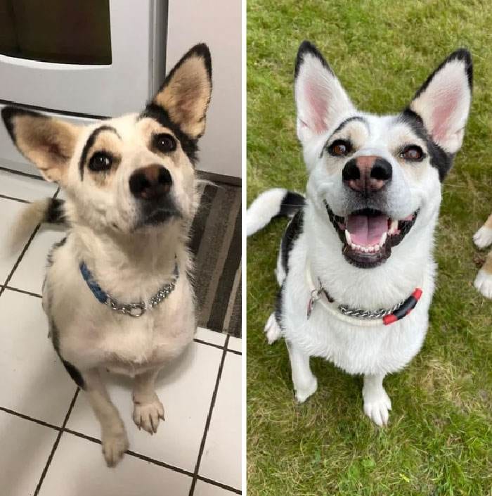 Before After Adoption 21 63Fdc199B06Ab 700